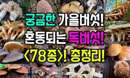 鳖甲中药用多少克最好-鳖甲中药用多少克网 - 中药鳖甲的用量,鳖甲常用量多少